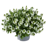 Scaevola Toppot White | Witte waaierbloem | 20 cm hoog | In 12 cm pot | Rijkbloeiende balkon en terrasplant