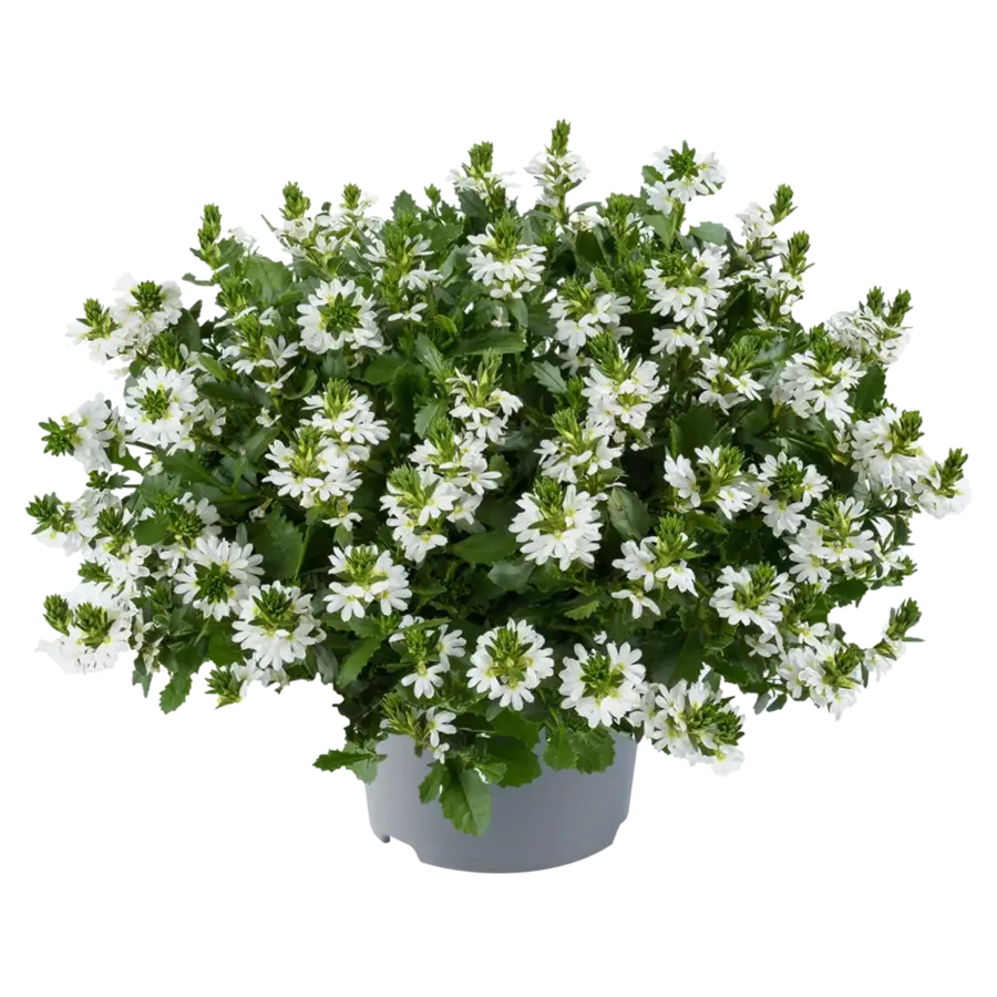 Scaevola Toppot White | Witte waaierbloem | 20 cm hoog | In 12 cm pot | Rijkbloeiende balkon en terrasplant