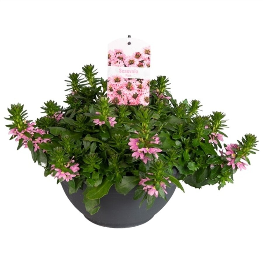 Scaevola aemula Surdiva Fashion Pink | Waaierbloem roze | 20 cm hoog | In 12 cm pot