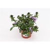 Scaevola aemula Blue Fan | 20 cm hoog | 12 cm pot