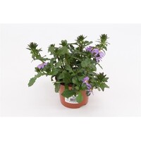 Scaevola aemula Blue Fan | Waaierbloem | 20 cm hoog | In 12 cm pot | Rijkbloeiende balkonplant