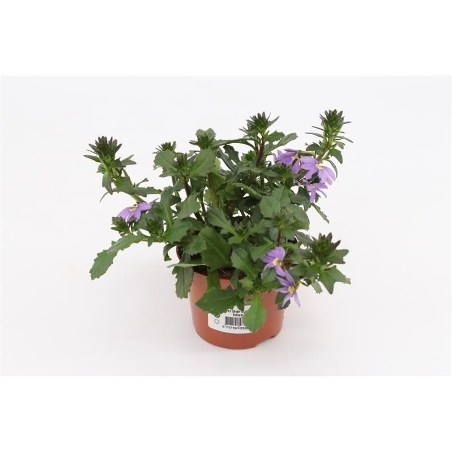 Scaevola aemula Blue Fan | Waaierbloem | 20 cm hoog | In 12 cm pot | Rijkbloeiende balkonplant