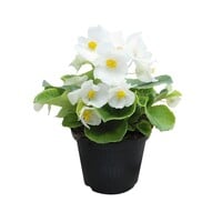 Begonia Semperflorens 'Volumia White' | 15 cm hoog | 9 cm pot | witte tuinbegonia