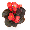 Begonia Semperflorens 'Volumia Scarlet' | 9 cm pot | 15 cm hoog