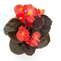 Begonia Semperflorens 'Volumia Scarlet' | Rode perkbegonia | 15 cm hoog | In 9 cm pot