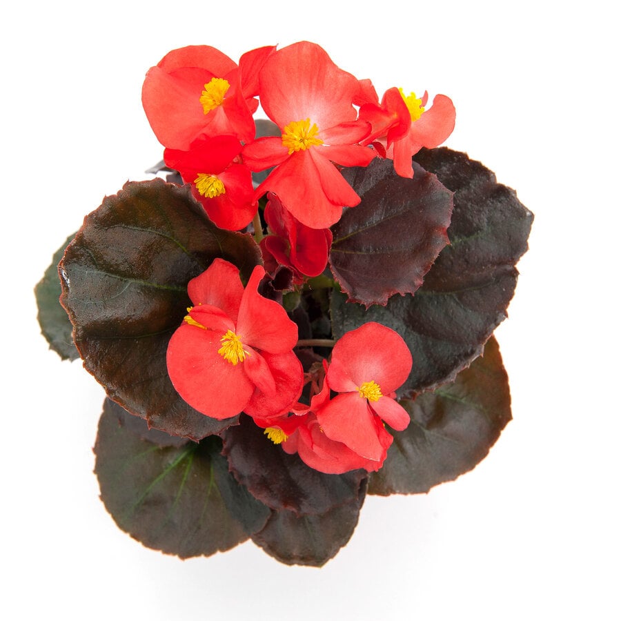 Begonia Semperflorens 'Volumia Scarlet' | Rode perkbegonia | 15 cm hoog | In 9 cm pot