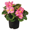 Begonia Semperflorens 'Volumia Pink' | 15 cm hoog | 9 cm pot