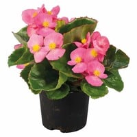Begonia Semperflorens 'Volumia Pink' | 15 cm hoog | 9 cm pot | roze eenjarige perkplant