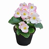 Begonia semperflorens lichtroze met wit | 9 cm pot | 15 cm hoog