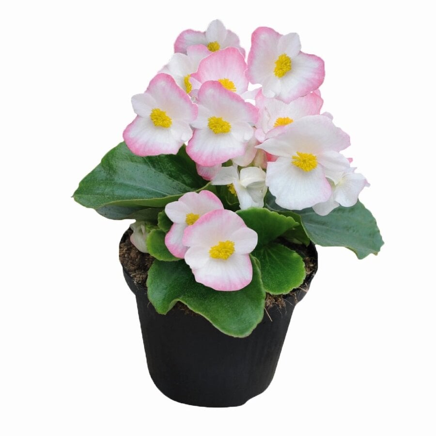 Begonia semperflorens lichtroze met wit | 9 cm pot | 15 cm hoog | Rijkbloeiende eenjarige perkplant