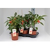 Bio Paprikaplant Yumara Nova Red | 50 cm hoog | 15 cm pot