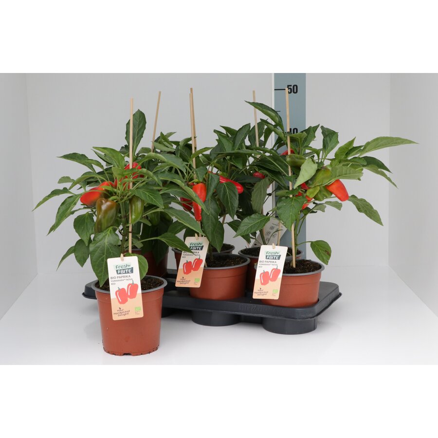 Bio Paprikaplant Yumara Nova Red | Rode paprikaplant | 50 cm hoog | In 15 cm pot