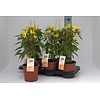 BIO Peper Spicey Spikes Tricolor Peperplant | 15 cm pot | 50 cm hoog