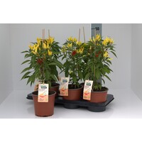 BIO Peper Spicey Spikes Tricolor Peperplant | 50 cm hoog | In 15 cm pot | Kleurrijke pittige peperplant