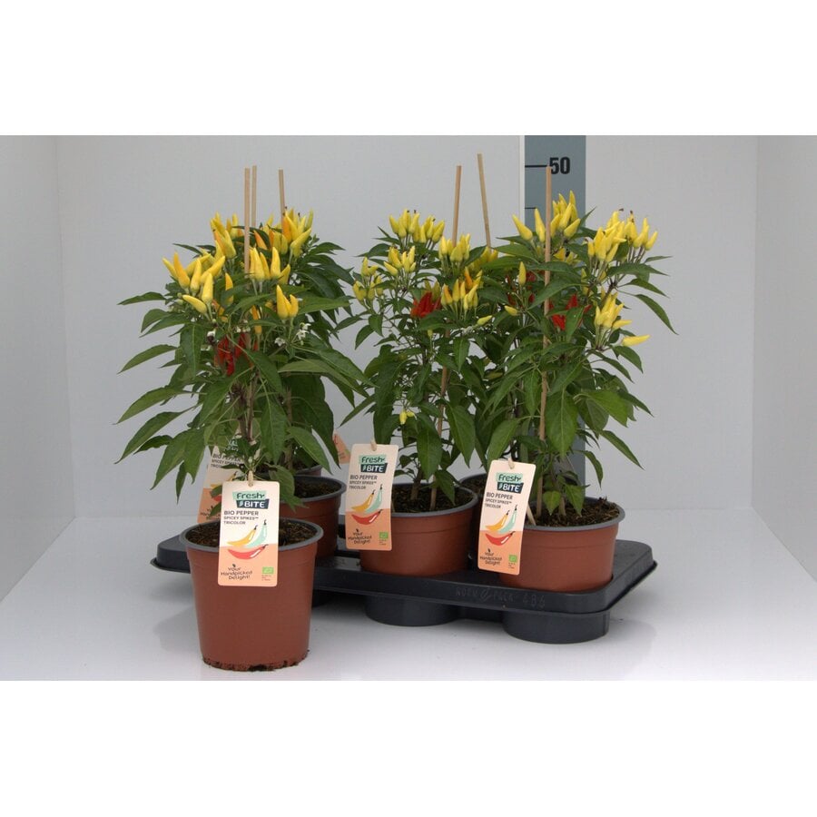 BIO Peper Spicey Spikes Tricolor Peperplant | 50 cm hoog | In 15 cm pot | Kleurrijke pittige peperplant