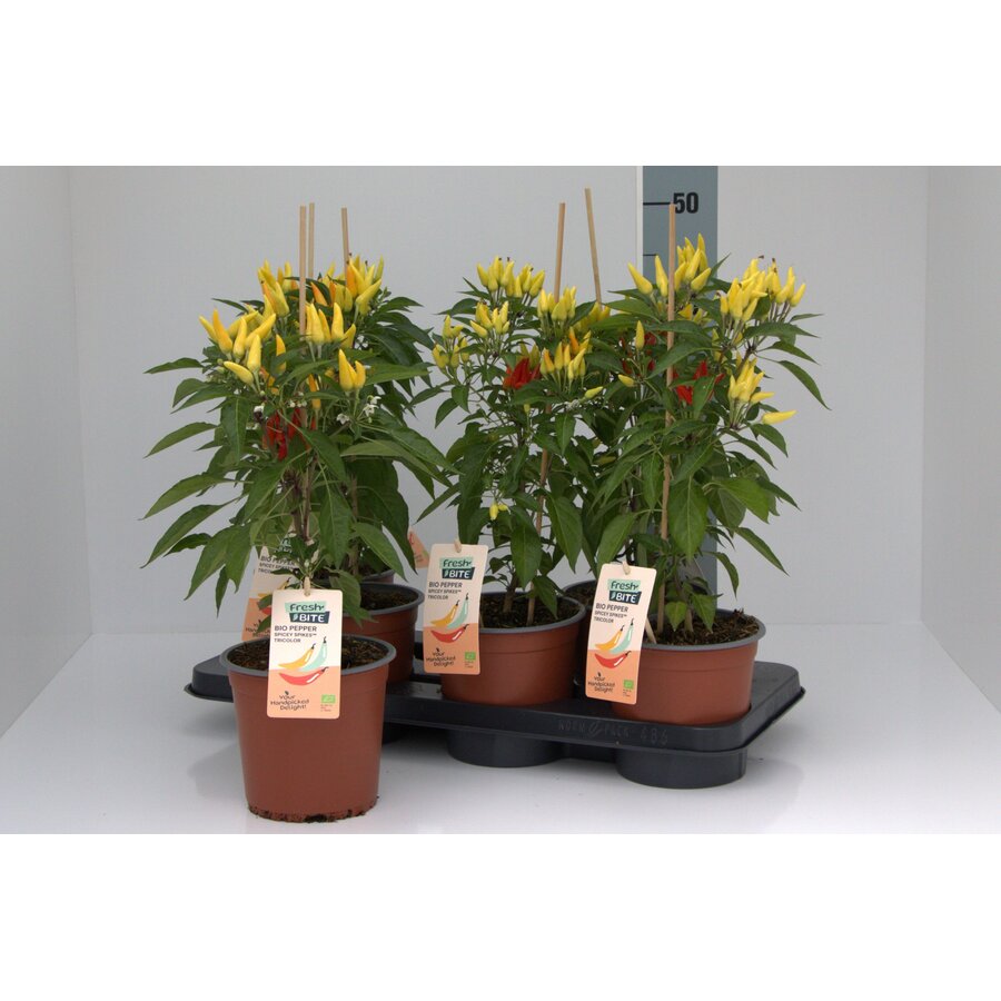 BIO Peper Spicey Spikes Tricolor Peperplant | 50 cm hoog | In 15 cm pot | Kleurrijke pittige peperplant