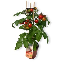 Fresh Bite kerstomaatplant Gloria Red | 50 cm hoog | In 15 cm pot | Rode snacktomaat voor balkon en terras
