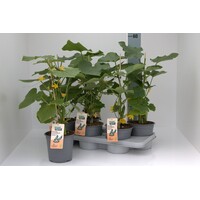 BIO Mini komkommer plant (Cucumis sativus) | 50 cm hoog | In 15 cm pot | Eetbare moestuinplant