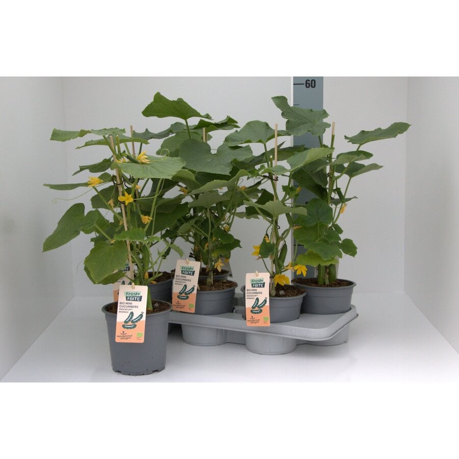 BIO Mini komkommer plant (Cucumis sativus) | 50 cm hoog | In 15 cm pot | Eetbare moestuinplant