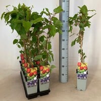 Rode minikiwi Actinidia arguta Ken's Red | kiwiplant | 70 cm hoog | In 17 cm pot | Rode kiwibes voor tuin en pergola