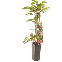 Rode minikiwi Actinidia arguta Ken's Red | kiwiplant | 70 cm hoog | In 17 cm pot | Rode kiwibes voor tuin en pergola