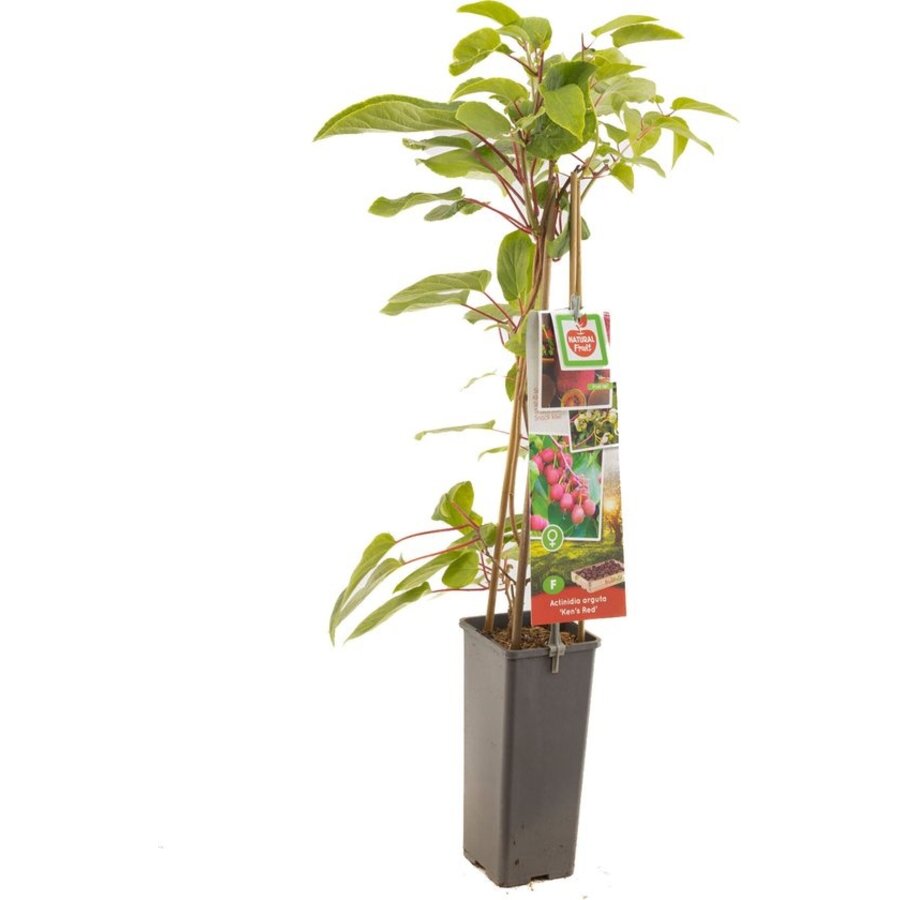 Rode minikiwi Actinidia arguta Ken's Red | kiwiplant | 70 cm hoog | In 17 cm pot | Rode kiwibes voor tuin en pergola