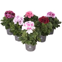 Pelargonium grandiflorum (Franse geraniums) | Diverse kleuren | Verkoop per stuk | Kleurrijke balkonplant