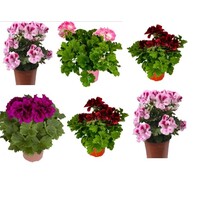 Pelargonium grandiflorum (Franse geraniums) | Diverse kleuren | Verkoop per stuk | Kleurrijke balkonplant