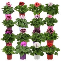 Pelargonium grandiflorum (Franse geraniums) | Diverse kleuren | Verkoop per stuk | Kleurrijke balkonplant
