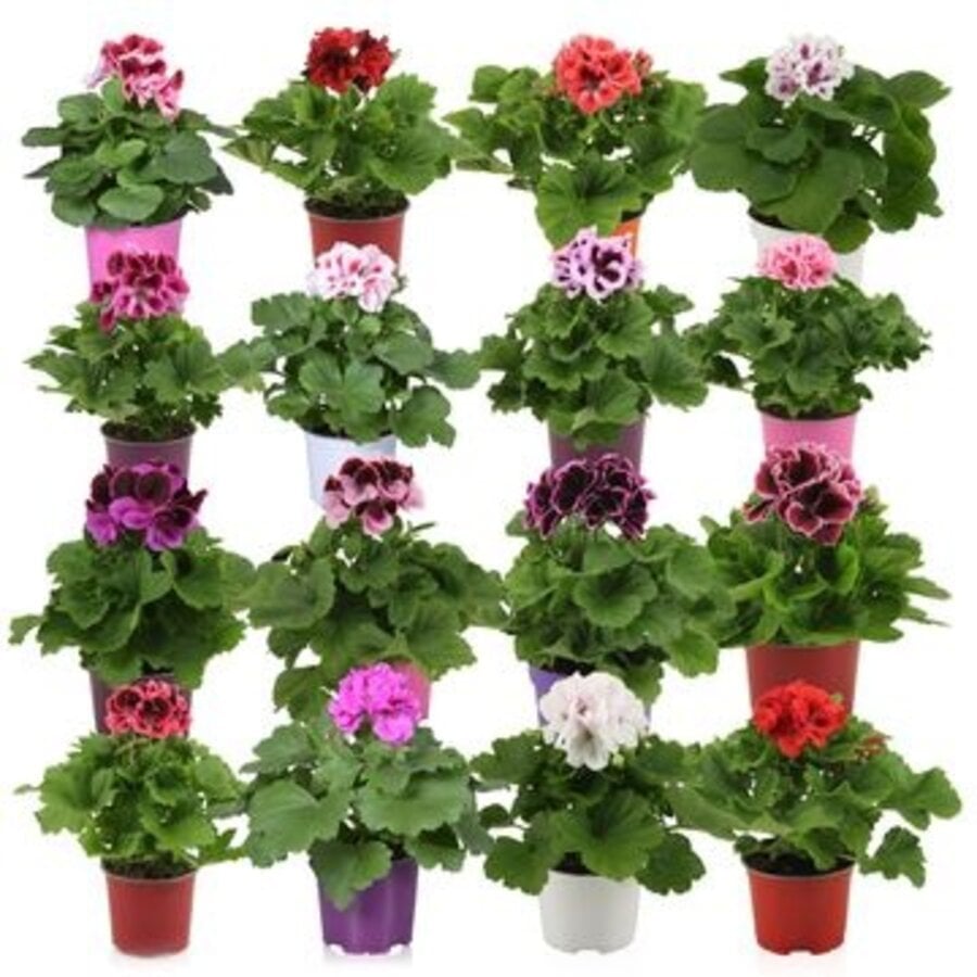 Pelargonium grandiflorum (Franse geraniums) | Diverse kleuren | Verkoop per stuk | Kleurrijke balkonplant