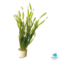 Vallisneria Torta | Kleine Schroefvallisneria | in Terracotta Ring