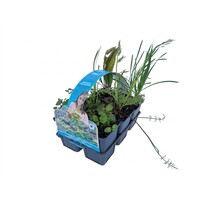 Eetbare planten | In sixpack