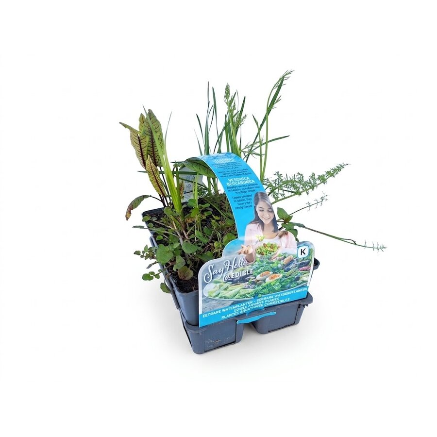 Eetbare planten | In sixpack