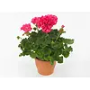 Pelargonium zonale 'Toscana Hanna' | 25 cm hoog | 10 cm pot