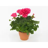 Pelargonium zonale 'Toscana Hanna' | Staande geranium | Cerise roze bloei | 25 cm hoog | 10 cm pot