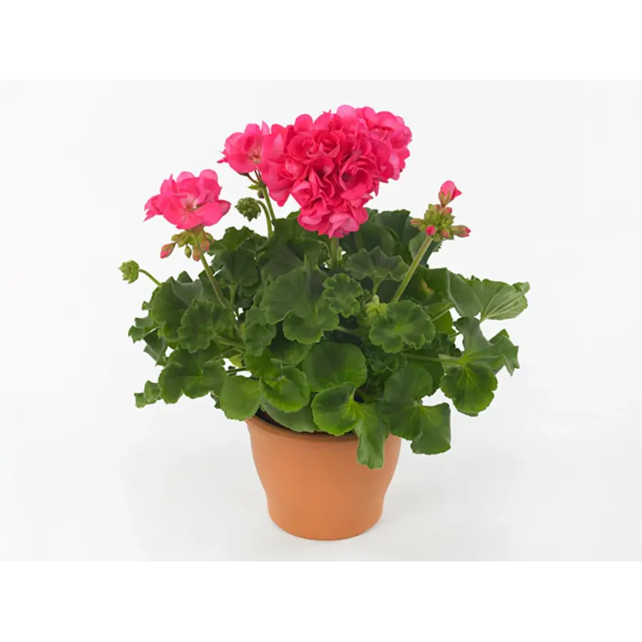 Pelargonium zonale 'Toscana Hanna' | Staande geranium | Cerise roze bloei | 25 cm hoog | 10 cm pot
