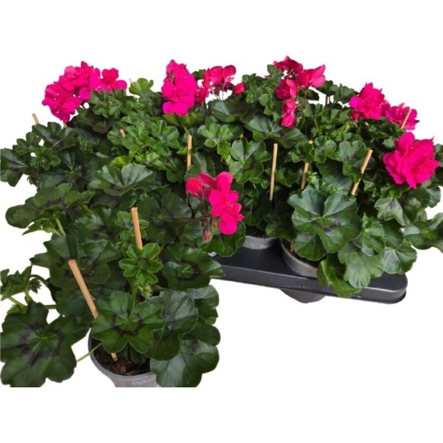 Pelargonium peltatum Pelfi Molina | Roze hanggeranium | ca. 25 cm hoog | In 10 cm pot