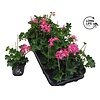 Pelargonium peltatum Balkon Roze | 15 cm hoog | 10 cm pot