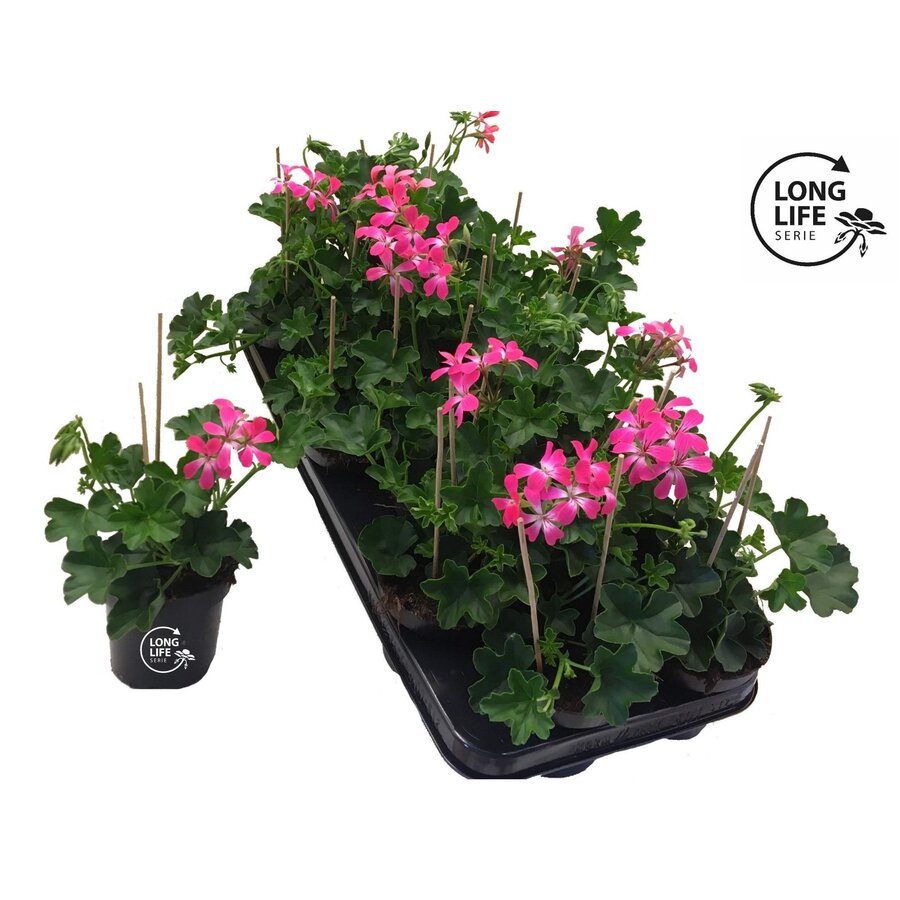 Pelargonium peltatum 'Balkon Roze' | Hanggeranium met roze bloemen | 15 cm hoog bij levering | 10 cm pot