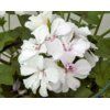 Pelargonium peltatum 'Royal White' | Hanggeranium wit | 15 cm hoog | 10 cm pot