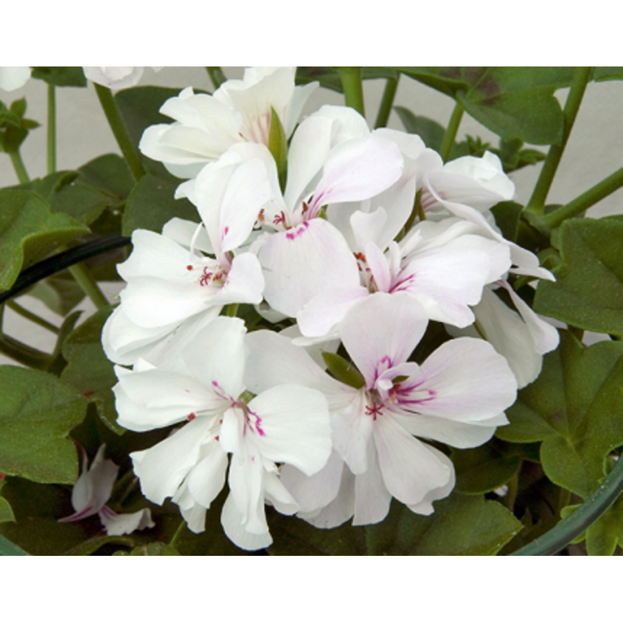 Pelargonium peltatum 'Royal White' | Witte hanggeranium | Ca. 15 cm hoog | In 10 cm pot