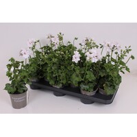 Pelargonium peltatum 'Royal White' | Witte hanggeranium | Ca. 15 cm hoog | In 10 cm pot