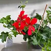 Pelargonium peltatum 'Balkon Rood' | 10 cm pot | 15 cm hoog