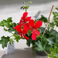 Pelargonium peltatum 'Balkon Rood' | Rode hanggeranium | 15 cm hoog | 10 cm pot