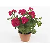 Pelargonium peltatum Royal Hot Pink | 10 cm pot | ca. 15 cm hoog