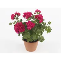 Pelargonium peltatum Royal Hot Pink | hanggeranium met felroze bloemen | ca. 15 cm hoog | 10 cm pot