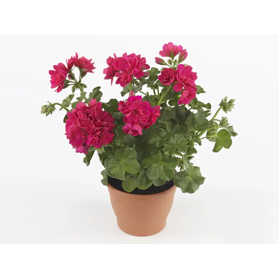 Pelargonium peltatum Royal Hot Pink | hanggeranium met felroze bloemen | ca. 15 cm hoog | 10 cm pot
