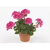 Pelargonium Castello Dark Red Eye | ca. 20 cm hoog | 10 cm pot
