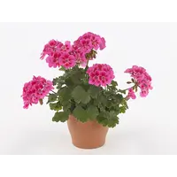 Pelargonium (Pelt. X Zon.) Castello Dark Red Eye | donkerrode geranium | ca. 20 cm hoog | 10 cm pot