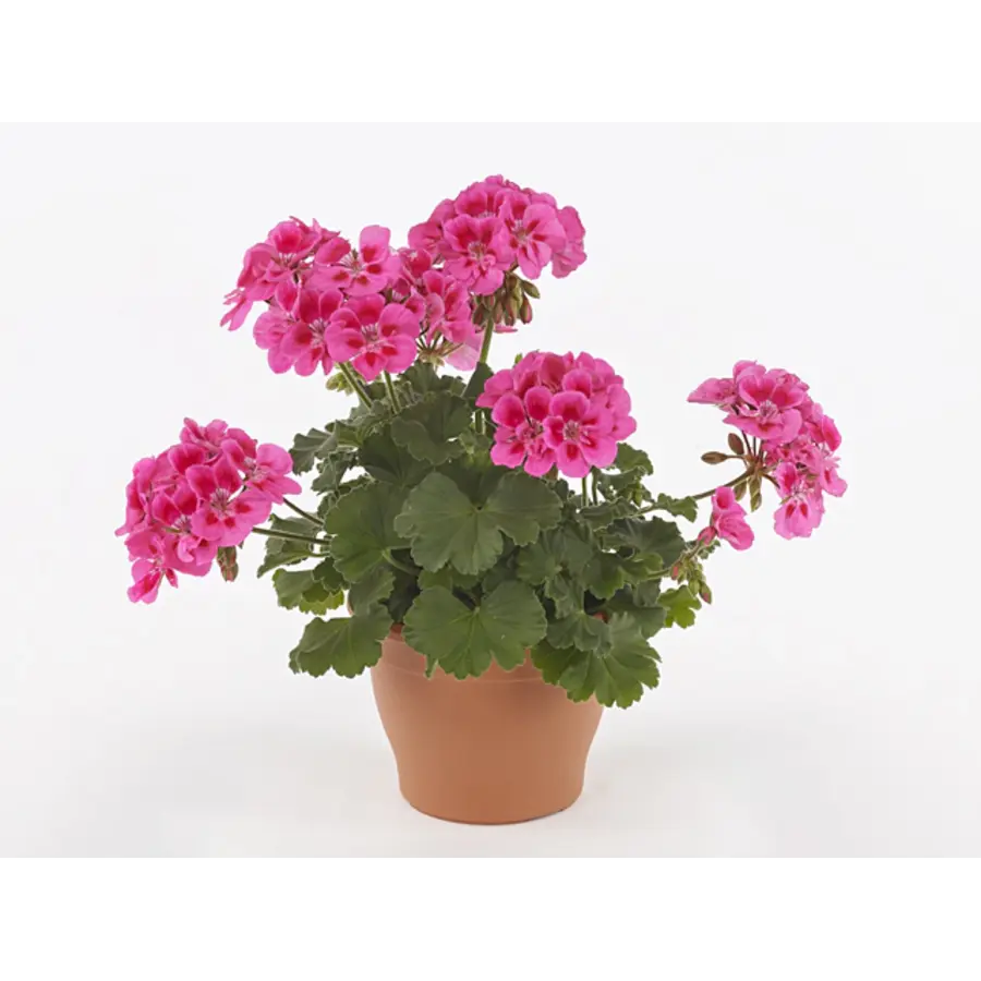 Pelargonium (Pelt. X Zon.) Castello Dark Red Eye | donkerrode geranium | ca. 20 cm hoog | 10 cm pot